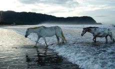 任婷宇姓名评分99分