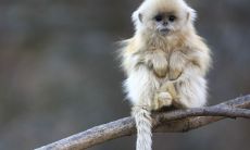 虎猴夫妻真的不到头吗 婚姻后果如何