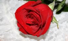 蒋智鹏姓名评分91分