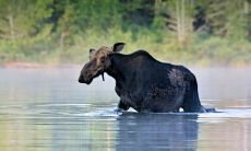 82狗与85牛相冲吗 怎么化解