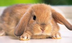 龙缠兔辈辈富是真的吗 是啥意思