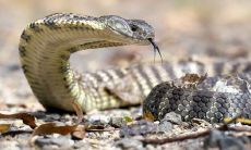 男蛇盘女兔是上等婚吗