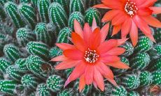 91年7月27日是什么命 农历六月十六出生命运