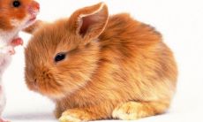 子卯相刑见贵 鼠兔相刑反而好