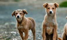 鸡狗在一起谁克谁 什么方法破解鸡狗相害