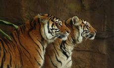 男虎和女蛇其实非常配 婚配结果如何