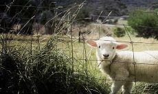 属羊的比属狗大3岁结婚后果 适合做夫妻吗