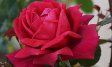 2022开门红虎年口号首选推荐