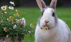 1963年出生属兔男人的命运 水兔人各方面运势如何