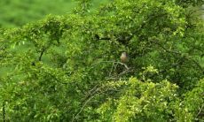 每日五行穿衣2023年5月15日 吉祥旺运色穿搭指南