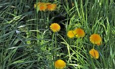 91年7月21日是什么命 农历六月初十出生命运