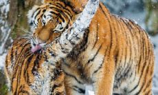 虎猴一家不贵必富是什么意思 二者夫妻婚姻运势如何