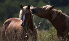 二马不同房 马与马自刑如何化解
