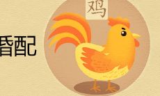 1993女鸡1994男狗婚配是上等婚吗