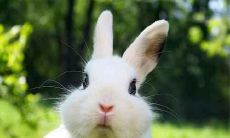 什么生肖最旺兔 旺属兔的是什么生肖