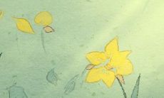 1月18日生日花:雏菊,生日花语快活