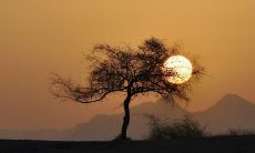 正月初二出生是什么命2023年 有吉祥之命