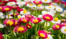 2023兔年腊月生女孩子是什么命 事业上成功稳定