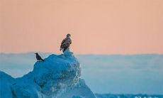 91年1月6日是什么命 农历十一月二十一出生命运