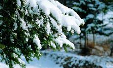 十二星座中有哪些星座能治住婆婆