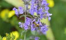 91年7月19日是什么命 农历六月初八出生命运