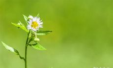 91年7月18日是什么命 农历六月初七出生命运