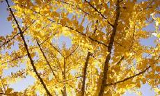 哪些星座责任心强又体贴妻子