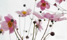 91年7月15日是什么命 农历六月初四出生命运