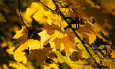 91年7月14日是什么命 农历六月初三出生命运