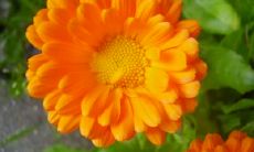 姜威华姓名评分99分