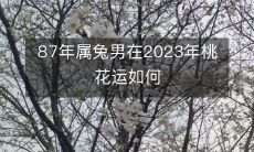 87年属兔男在2023年桃花运如何