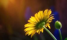 91年7月13日是什么命 农历六月初二出生命运