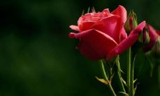 头脑聪明内心敏感的星座排行前三名