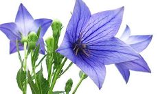 每日五行穿衣分享:2022年12月10日穿衣最佳幸运色