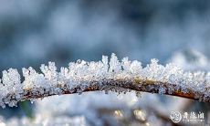 91年1月2日是什么命 农历十一月十七出生命运