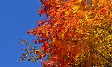 91年7月10日是什么命 农历五月二十九出生命运