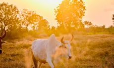 属牛本命年穿什么颜色好 怎样能转运