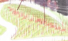 紫玫瑰花语是什么,紫玫瑰的含义!