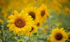 91年7月8日是什么命 农历五月二十七出生命运