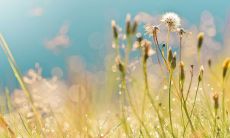 梦见蛇是什么意思 梦见蛇是吉还是凶?