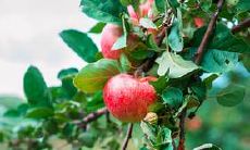 特别喜欢双子座的星座有哪些