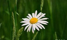 91年7月4日是什么命 农历五月二十三出生命运