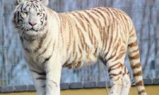 属虎会爱上属马的吗 属虎和属马婚配好吗