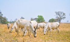 羊父母牛宝宝好吗 牛宝宝几月出生最好