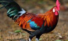 生肖属鸡2021年全年运势如何