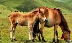 有没有马鼠过一辈子的 属马和属鼠越冲越旺吗