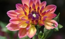 为什么卧室里千万不能养长寿花 有什么禁忌