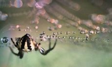 蜘蛛在家窗外结网居住的征兆 家中出现蜘蛛什么意思