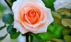 宋寅光姓名评分92分