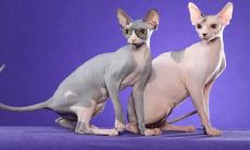 安保珍姓名评分89分